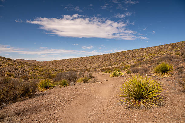 istock Sotol Plants Flank Smooth Trail In Big Bend 2253024403