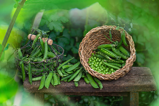 istock Rustic wooden table and garden greenery create natural lifestyle mood. Plant based ingredient fits vegan, meatless, and clean diet content 2253029498
