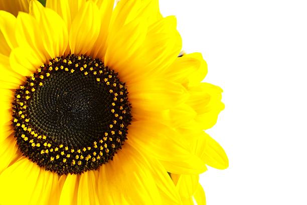 Beautiful sunflowers on a white background