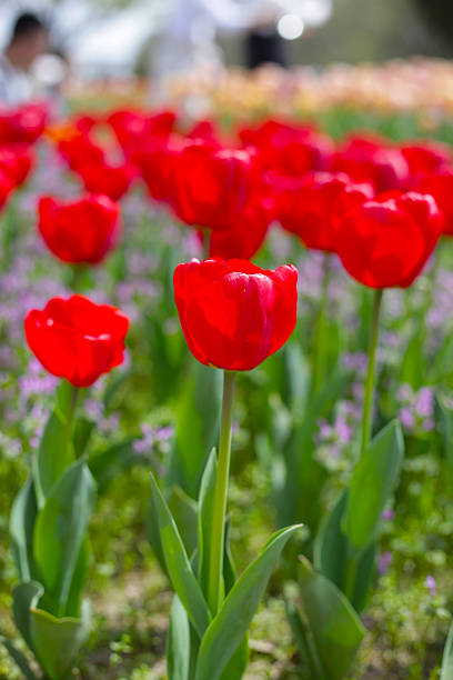 istock Field of blooming tulips under natural sunlight. 2253032063