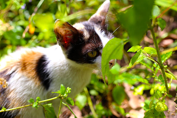 A cat sitting in green plants under sunlight.