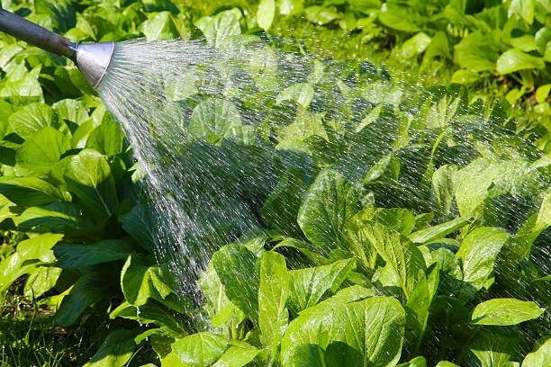 istock Man watering vegetables in the vegetable patch 2253032272