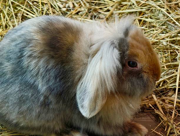 istock Curious Lop Eared Rabbit Alert, Straw Bedding And Rustic Textures Frame Inquisitive Lop Eared Rabbit 2253032341