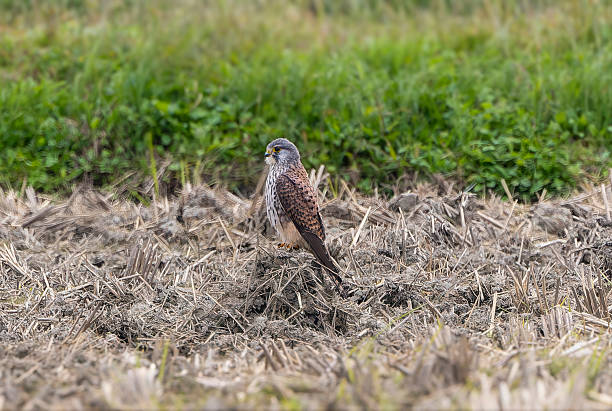 Common Kestrel in the agricultural land.