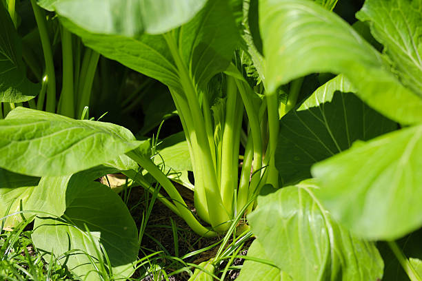 istock Mature Bok Choy ready for a fresh vegetable harvest 2253032611