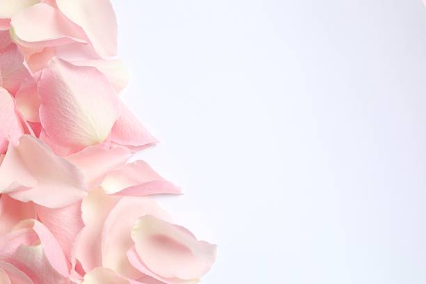pink petals background