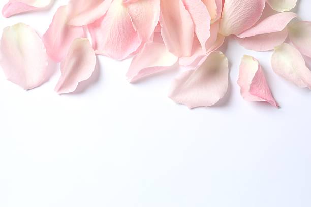 istock Pink rose petals on white background 2253033496