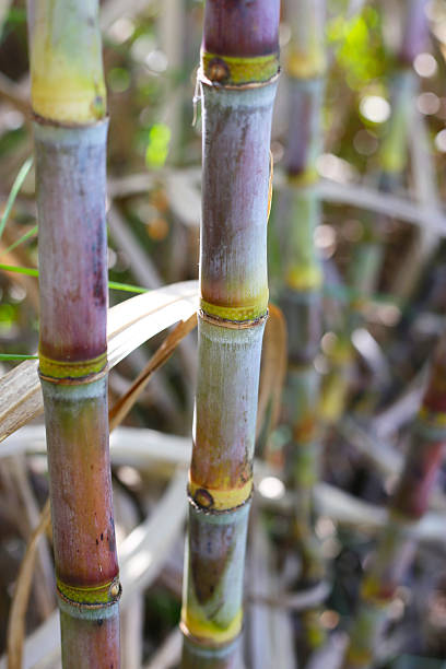 istock Sugarcane field in sunny day. 2253033517