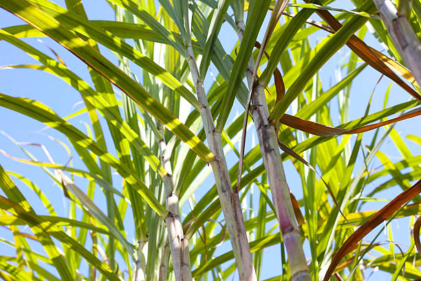 istock Sugarcane plant with green leaves and blue sky. 2253033719