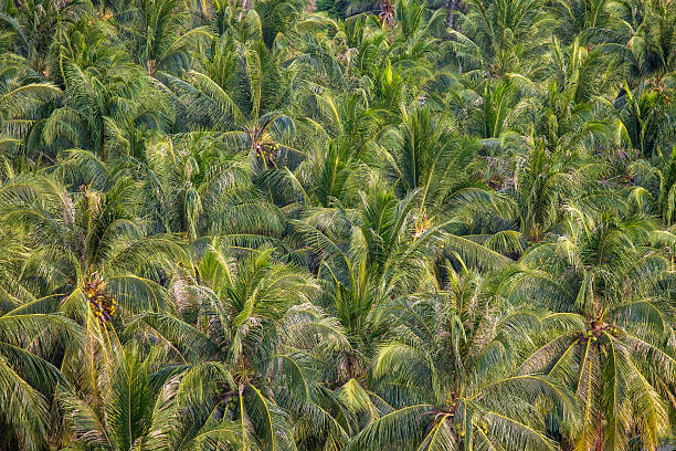 istock Green coconut trees background on the mountain, Thailand 2253034148