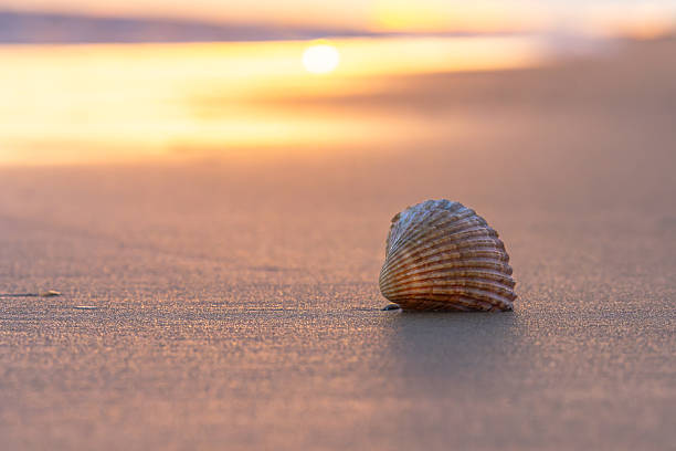 istock Shell on beach at golden hour sunset 2253034259