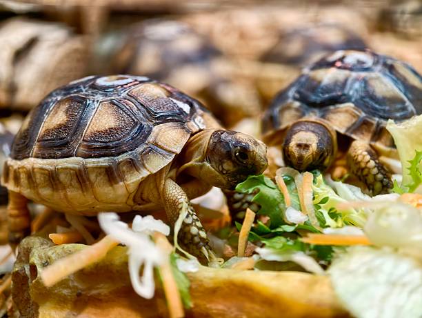 istock Adorable Juvenile Turtles Explore Textured Shells Amid Natural Garden Or Terrarium Setting 2253034411