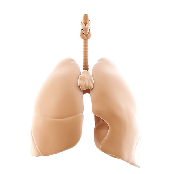 3d rendered of the human lungs. Isolated over white. Contains clipping path