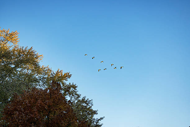 A flock of V-shape wedge flying Canada geese in early morning sunlight.