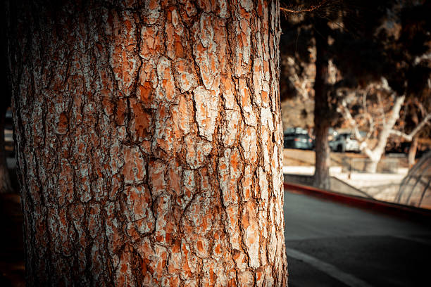 Detailed view of the rugged surface of a pine tree trunk showcasing its natural patterns and weathered texture