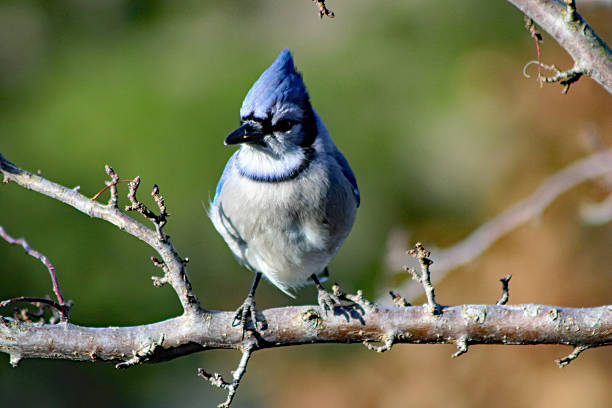 istock Beautiful  Birds of the Midwest 2253037201