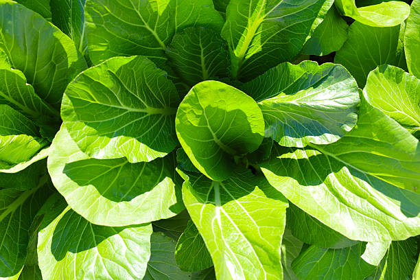Mature Bok Choy ready for a fresh vegetable harvest