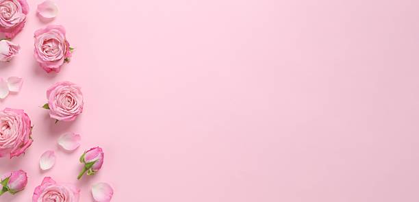 istock Beautiful pink roses on a color background 2253037583