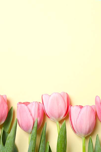 istock Beautiful fresh tulips on color background 2253038259
