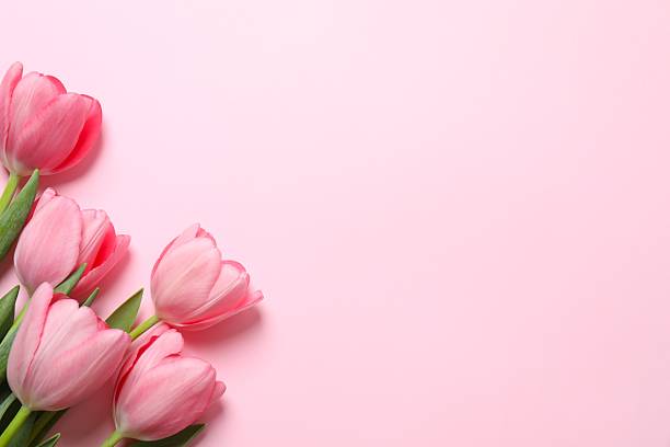 istock Beautiful fresh tulips on pink background 2253038266