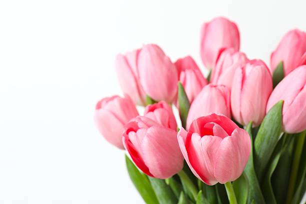 istock Beautiful fresh tulips on white background 2253038312