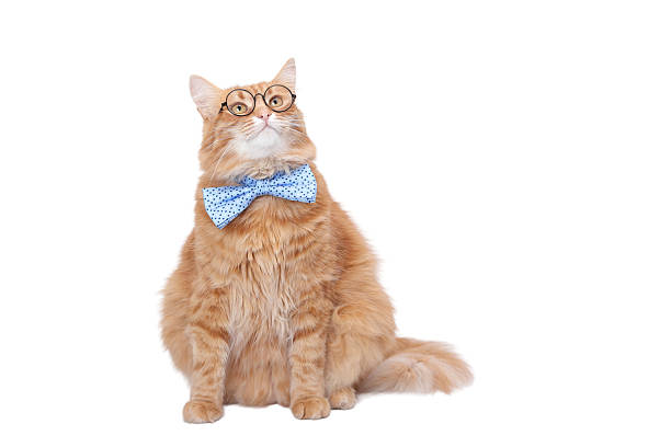 istock Funny Ginger Cat Wearing Glasses and Bow Tie on White Background 2253038942