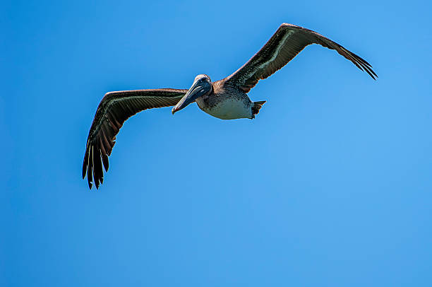 istock Brown Pelican Flying Over Pacific Coast 2253039194