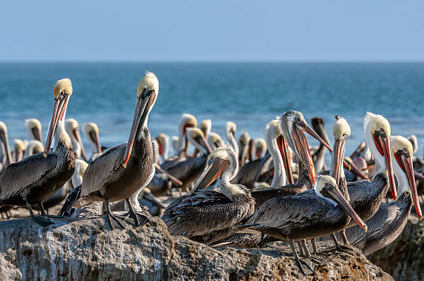 Flock of Brown pelican (Pelecanus occidentalis) resting with a large group of pelicans, on a coastal rock formationTaken in Santa Cruz, California, USA,