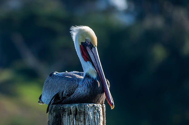 istock Brown Pelican Resting on Wooden Piling 2253039230