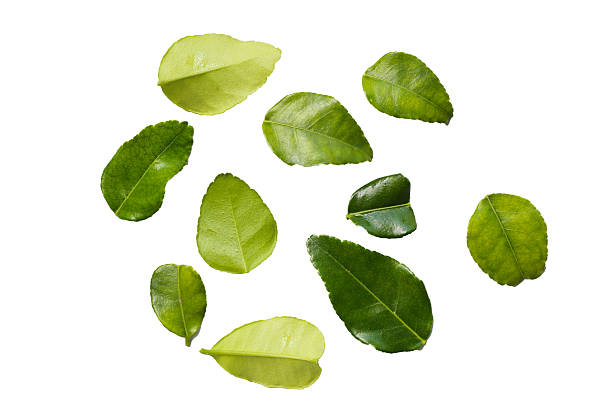 istock Kaffir lime leaves on white background. 2253039256