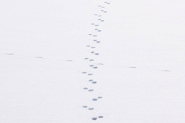 istock Animal tracks in the snow. 2253039281