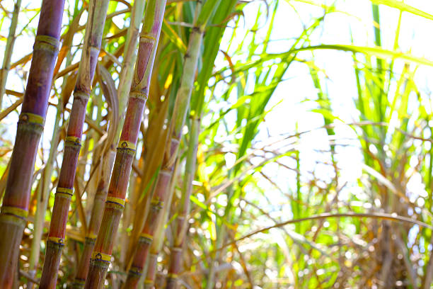 istock Sugarcane stalks growing in the field. 2253039538