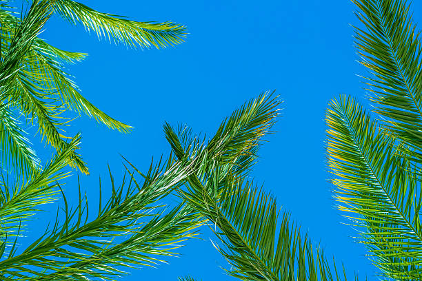 istock palm leaves blue sky summer vacation natural frame pattern vivid bright colors background with empty copy space for advertising text here 2253039582