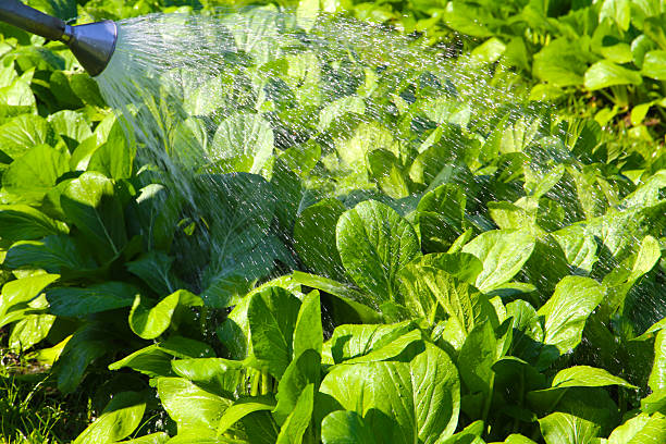 istock Man watering vegetables in the vegetable patch 2253039956
