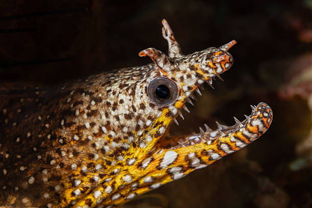 Dragon or Leopard Moray Eel Enchelycore pardalis occurs in the tropial Indo-Pacific from Reunion to the Hawaiian, Line and Society islands, north to southern Japan and southern Korea, south to New Caledonia in a depth range from 5 to 60m, max. length 92cm. The species is very rarely observed in the Society Islands archipelago but more frequently at the foot of the Marquesan cliffs. It is a critical species confined to rocky coastal areas. The posterior nostrils are enlarged and often mistaken for horns. When disturbed, Dragon Moray quickly adopts a threatening posture with its dorsal fin raised and jaws wide open. The species is generally encountered solitary, occasionally in pairs. Today, this moray eel is still used in traditional Marquesan medicine (after cooking), particularly in the treatment of certain skin conditions. Nuku Hiva, Marquesas, French Polynesia 8°57'35.5676 S 140°10'21.6128 W at 14m depth