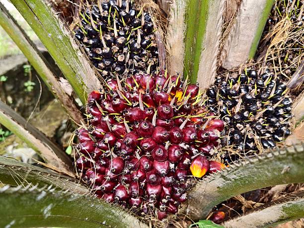 istock oil palm fruit on the tree and ripe 2253040559