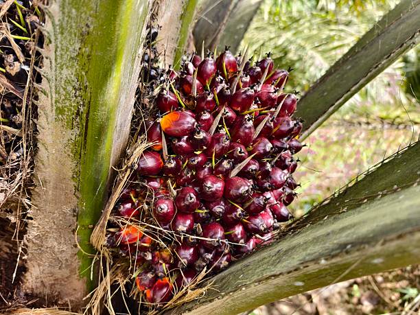 istock oil palm fruit on the tree and ripe 2253040571