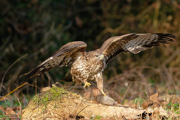 istock Eurasian Buzzard that caught a rat 2253041238