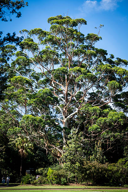 Gum tree, Royal Botanic Garden, Sydney, NSW, Australia