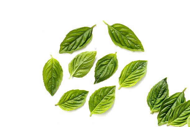 istock Sweet basil leaves on white background. 2253042470