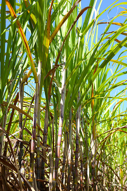 istock Sugarcane stalks growing in the field. 2253045050