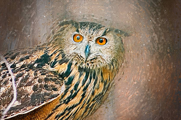 Owl portrait. Drawn illustration.