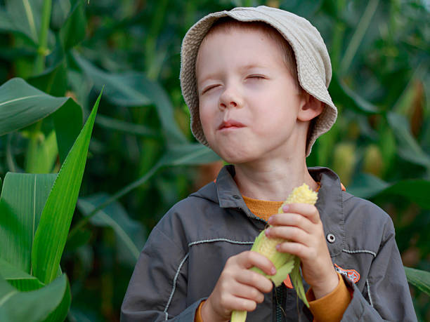 istock Child tasting corn in field. Concept of harvest and sensory experience. 2253046481