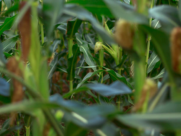 Dense corn plants creating green textured background with natural depth and copy space. Concept of natural background, agriculture, growth.