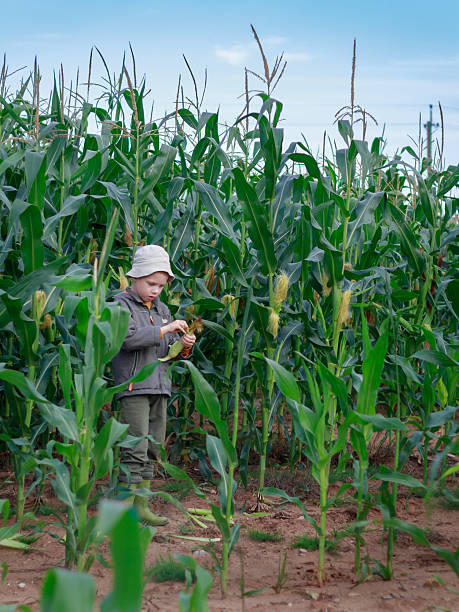 istock Child standing in cornfield. Concept of scale and exploration. 2253046488