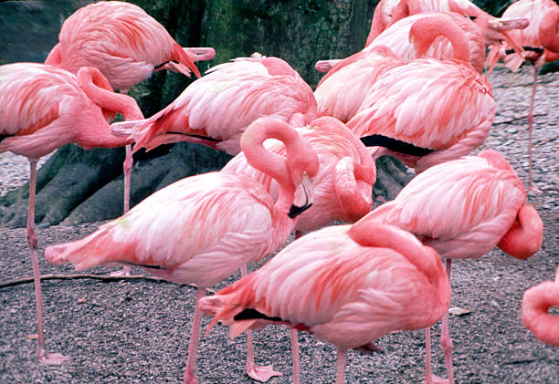 A striking flamingo standing amidst lush green foliage, highlighting its vivid pink feathers.
