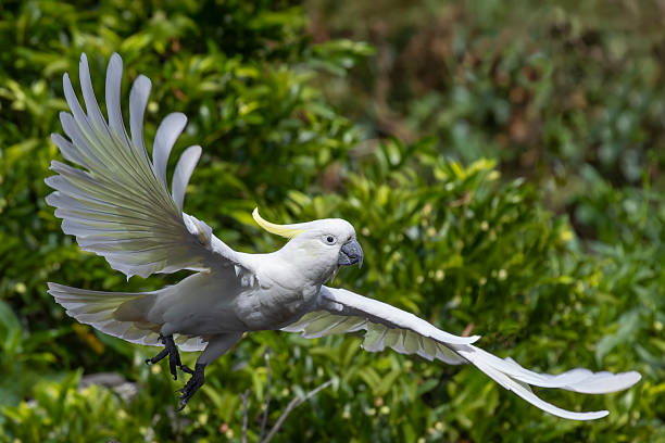 istock Sulphur-crested Cockatoo 2253049463