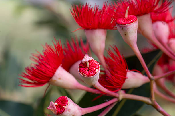 Australian  Red Flowering Gum Tree flowers