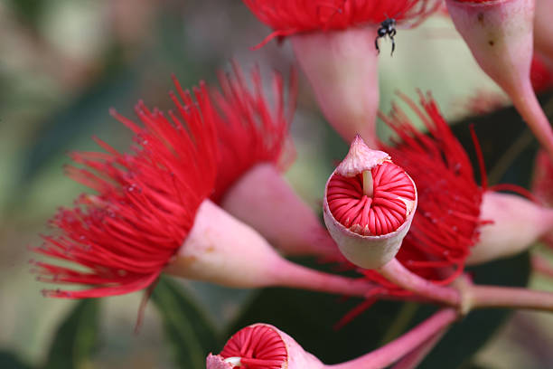 Australian  Red Flowering Gum Tree flowers