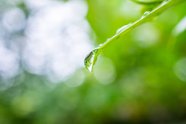 istock rain water drop on green leaf closeup natural background 2253051066